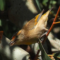 Red-browed Pardalote
